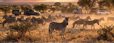 Zebra Safari, Botswana